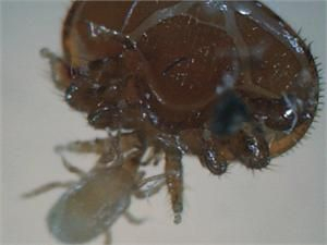 Predatori_Scimitus_varroa
