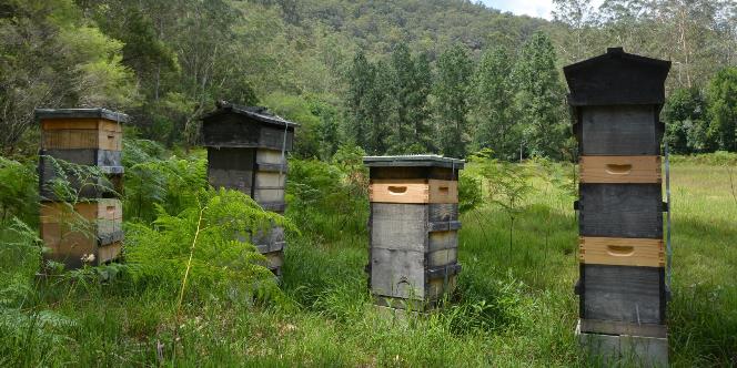 Warré úly v australské buši